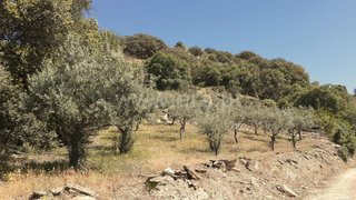 Terreno em Freixo de Espada à Cinta
