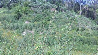 Land for sale in Fafe, Portugal — €26,500