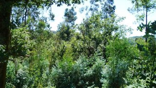 Terreno em Póvoa de Lanhoso