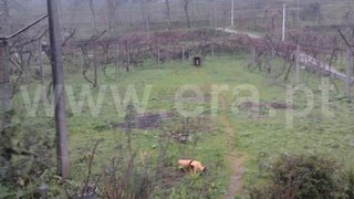 Land for sale in Fafe, Portugal — €40,000