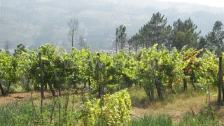 Land for sale in Fafe, Portugal — €60,000