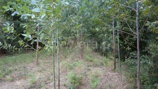 Land for sale in Fafe, Portugal — €30,000
