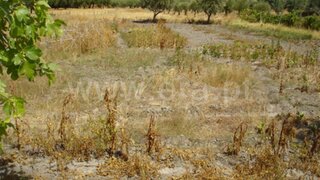 Terreno em Arronches