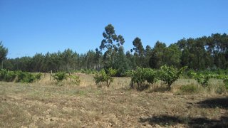 Land for sale in Montemor-o-Velho, Portugal