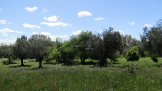 Land for sale in Abrantes, Portugal — €35,000