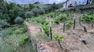 Terreno em Manteigas