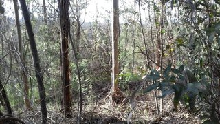 Terreno de 1500 m² em Castelo Branco