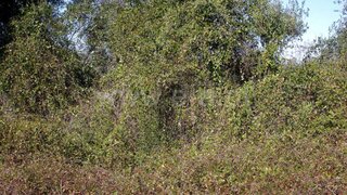 Terreno de 16 440 m² em Santarém