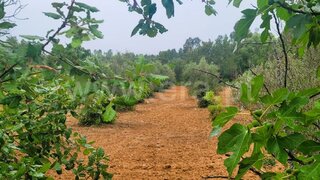 Land for sale in Tomar, Portugal — €60,000