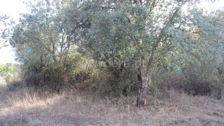 Land for sale in Sardoal, Portugal — €15,000