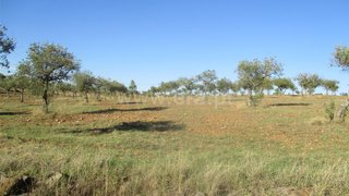 Land for sale in Castelo Branco, Portugal — €18,500