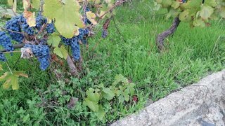 Land for sale in Covilhã, Portugal — €15,000