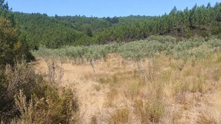Land for sale in Castelo Branco, Portugal — €19,000