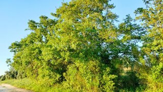 Terreno de 7000 m² em Santarém