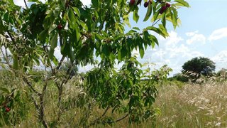 Land for sale in Fundão, Portugal — €12,500