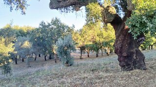 Land for sale in Abrantes, Portugal — €90,000