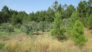 Land for sale in Fundão, Portugal — €10,000