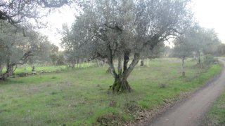 Land for sale in Penamacor, Portugal — €3,500