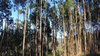 Land for sale in Ourém, Portugal — €8,500