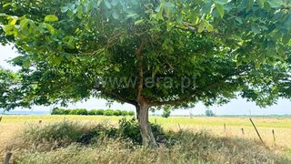 Terreno em Chamusca