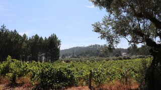 Land for sale in Ourém, Portugal — €35,000
