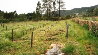 Terreno em Proença-a-Nova