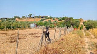 Land for sale in Cartaxo, Portugal — €75,000