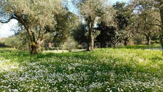 Land for sale in Fundão, Portugal — €28,500