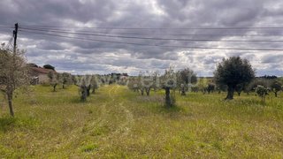 Terreno em Santarém · 9800 m² · 57 000 €