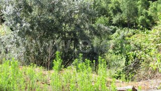 Land for sale in Abrantes, Portugal — €20,000