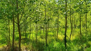 Land for sale in Ourém, Portugal — €16,000