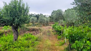 Land for sale in Tomar, Portugal — €20,000