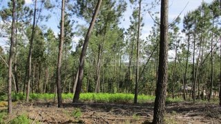 Land for sale in Sertã, Portugal — €37,500