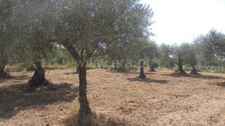 Land for sale in Penamacor, Portugal — €9,500