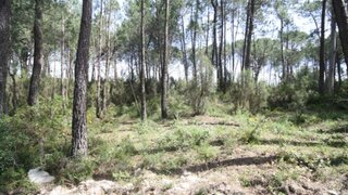Land for sale in Condeixa-a-Nova, Portugal — €1,500,000
