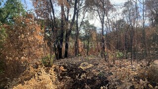 Land for sale in Fundão, Portugal — €12,000