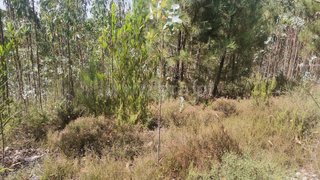 Land for sale in Ourém, Portugal — €25,000