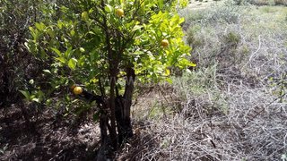 Land for sale in Torres Novas, Portugal — €17,000