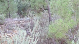 Land for sale in Proença-a-Nova, Portugal — €7,500