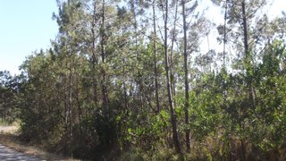 Land for sale in Cantanhede, Portugal — €20,000