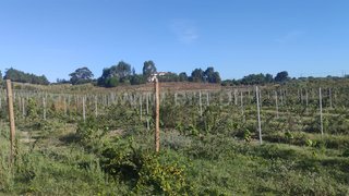Land for sale in Cartaxo, Portugal — €1,100,000