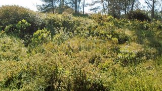 Land for sale in Figueira da Foz, Portugal — €32,000