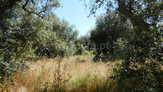 Land for sale in Fundão, Portugal — €10,000