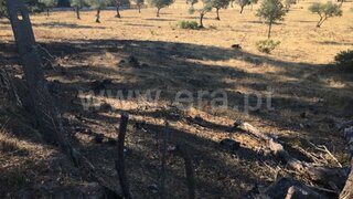Land for sale in Castelo Branco, Portugal — €150,000