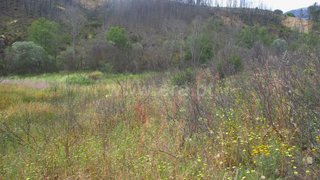 Land for sale in Proença-a-Nova, Portugal — €20,000