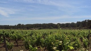 Terreno em Cantanhede