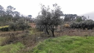 Land for sale in Cantanhede, Portugal