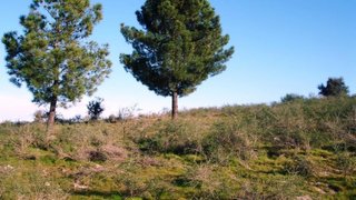 Terreno em Castelo Branco · 30 124 m² · 70 000 €
