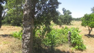 Land for sale in Idanha-a-Nova, Portugal — €41,500