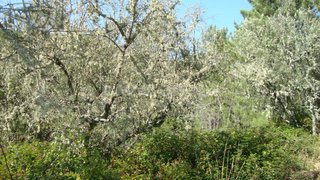 Land for sale in Oleiros, Portugal — €12,000